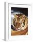 Tiger Licking its Fur (Captive Animal)-Lynn M^ Stone-Framed Photographic Print