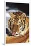 Tiger Licking its Fur (Captive Animal)-Lynn M^ Stone-Framed Photographic Print