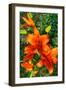 Tiger Lilies I-Robert Goldwitz-Framed Photographic Print