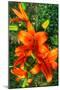 Tiger Lilies I-Robert Goldwitz-Mounted Photographic Print