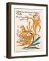 Tiger Lilies, Illustration from 'Flora's Feast' by Walter Crane, First Published 1889-Walter Crane-Framed Giclee Print