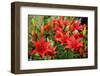 Tiger Lilies on Flower Bed in the Garden-Digidesign-Framed Photographic Print