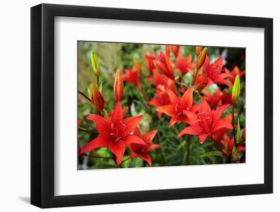 Tiger Lilies on Flower Bed in the Garden-Digidesign-Framed Photographic Print