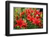 Tiger Lilies on Flower Bed in the Garden-Digidesign-Framed Photographic Print