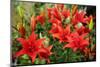 Tiger Lilies on Flower Bed in the Garden-Digidesign-Mounted Photographic Print