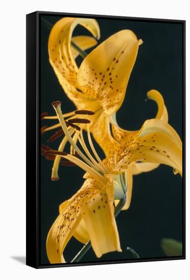 Tiger Lily Flowers-Archie Young-Framed Stretched Canvas