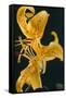 Tiger Lily Flowers-Archie Young-Framed Stretched Canvas