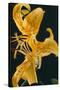 Tiger Lily Flowers-Archie Young-Stretched Canvas