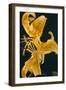 Tiger Lily Flowers-Archie Young-Framed Photographic Print
