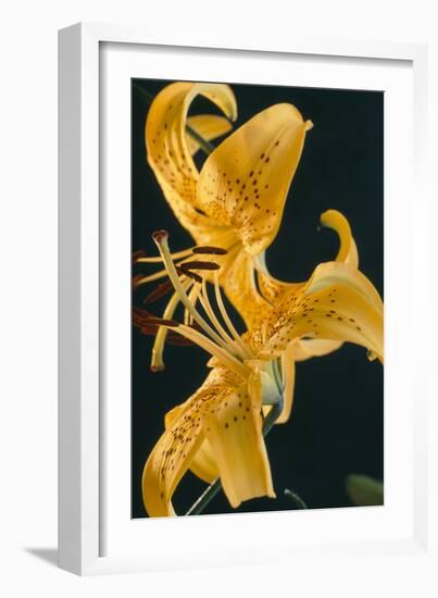 Tiger Lily Flowers-Archie Young-Framed Photographic Print