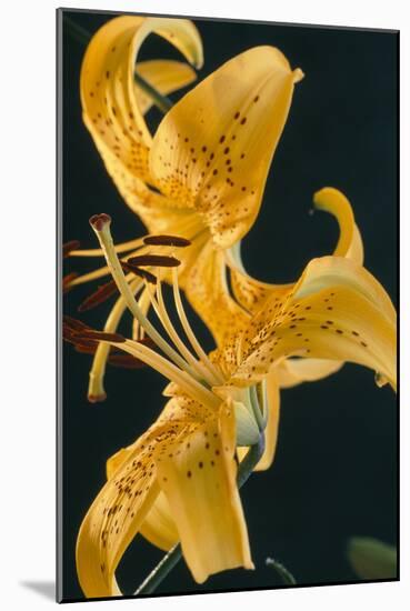 Tiger Lily Flowers-Archie Young-Mounted Photographic Print