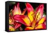 Tiger Lily Flowers-null-Framed Stretched Canvas