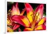 Tiger Lily Flowers-null-Framed Photographic Print