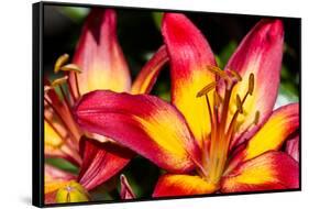Tiger Lily Flowers-null-Framed Stretched Canvas