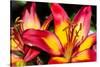 Tiger Lily Flowers-null-Stretched Canvas