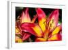 Tiger Lily Flowers-null-Framed Photographic Print