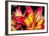 Tiger Lily Flowers-null-Framed Photographic Print