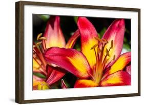 Tiger Lily Flowers-null-Framed Photographic Print