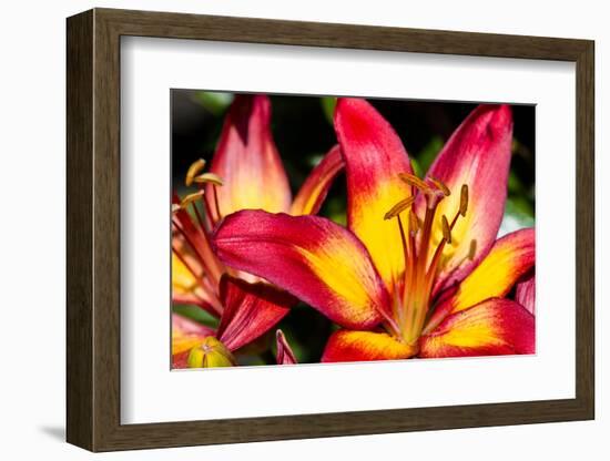 Tiger Lily Flowers-null-Framed Photographic Print