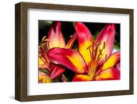 Tiger Lily Flowers-null-Framed Photographic Print