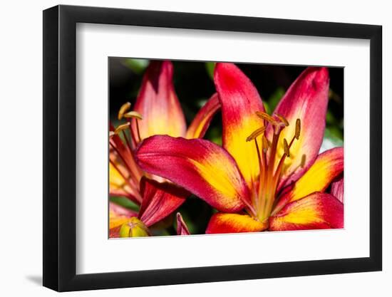 Tiger Lily Flowers-null-Framed Photographic Print