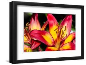 Tiger Lily Flowers-null-Framed Photographic Print