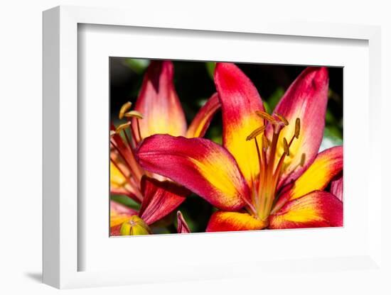 Tiger Lily Flowers-null-Framed Photographic Print