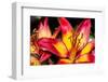 Tiger Lily Flowers-null-Framed Photographic Print