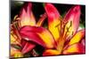 Tiger Lily Flowers-null-Mounted Photographic Print