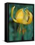 Tiger Lily, Olympic National Park, Washington, USA-William Sutton-Framed Stretched Canvas