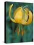 Tiger Lily, Olympic National Park, Washington, USA-William Sutton-Stretched Canvas