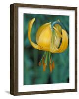 Tiger Lily, Olympic National Park, Washington, USA-William Sutton-Framed Photographic Print