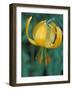 Tiger Lily, Olympic National Park, Washington, USA-William Sutton-Framed Photographic Print