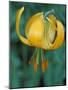 Tiger Lily, Olympic National Park, Washington, USA-William Sutton-Mounted Photographic Print