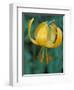 Tiger Lily, Olympic National Park, Washington, USA-William Sutton-Framed Photographic Print