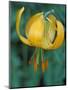Tiger Lily, Olympic National Park, Washington, USA-William Sutton-Mounted Photographic Print