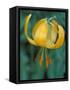 Tiger Lily, Olympic National Park, Washington, USA-William Sutton-Framed Stretched Canvas