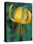 Tiger Lily, Olympic National Park, Washington, USA-William Sutton-Stretched Canvas