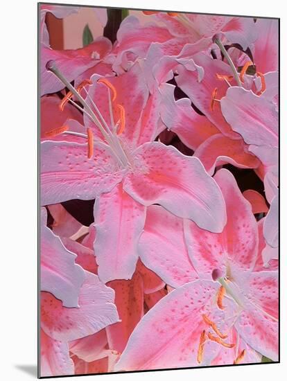 Tiger Lily Relief, 1999-Norman Hollands-Mounted Photographic Print