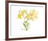 Tiger Lily-Carol Ann Bolt-Framed Collectable Print