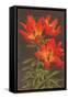 Tiger Lily-null-Framed Stretched Canvas