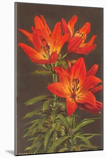 Tiger Lily-null-Mounted Art Print