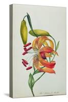 Tiger Lily-Mrs Frederick Hill-Stretched Canvas