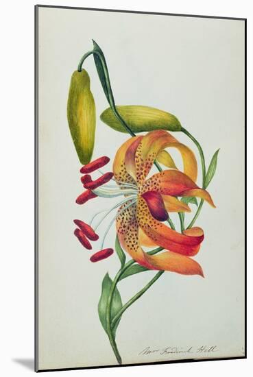 Tiger Lily-Mrs Frederick Hill-Mounted Giclee Print