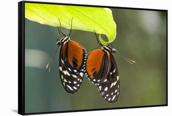 Tiger Longwing Butterfly, Costa Rica-null-Framed Stretched Canvas