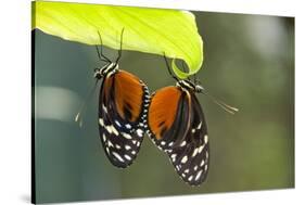 Tiger Longwing Butterfly, Costa Rica-null-Stretched Canvas