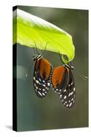 Tiger Longwing Butterfly, Costa Rica-null-Stretched Canvas