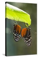 Tiger Longwing Butterfly, Costa Rica-null-Stretched Canvas