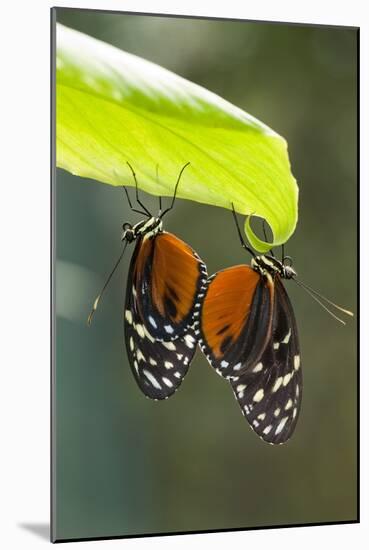 Tiger Longwing Butterfly, Costa Rica-null-Mounted Photographic Print