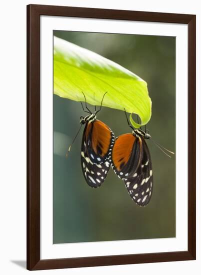 Tiger Longwing Butterfly, Costa Rica-null-Framed Photographic Print